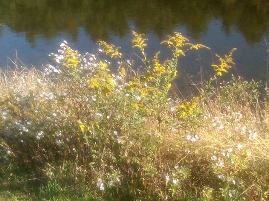Wildflowers along Little Glade Mill Pond