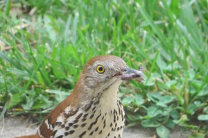 bird close up with food june 2013